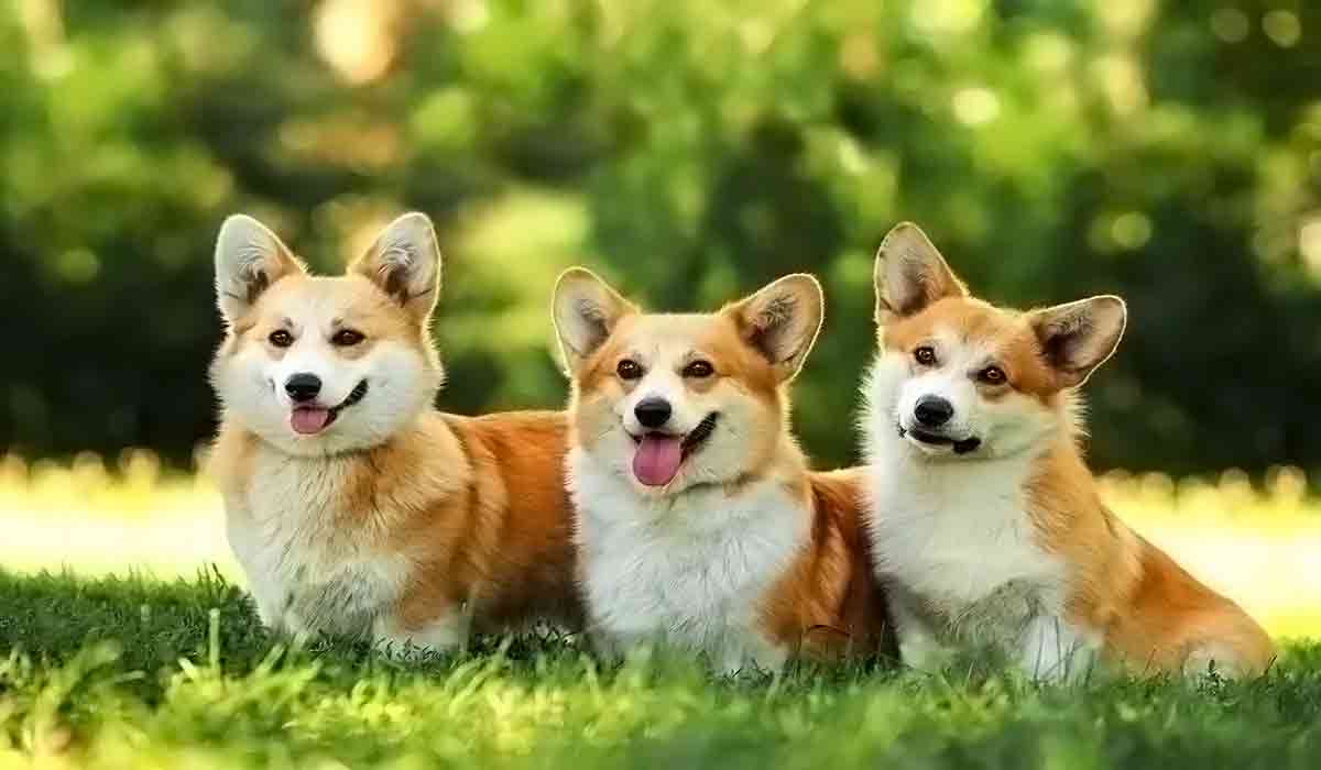 电话自动轰炸